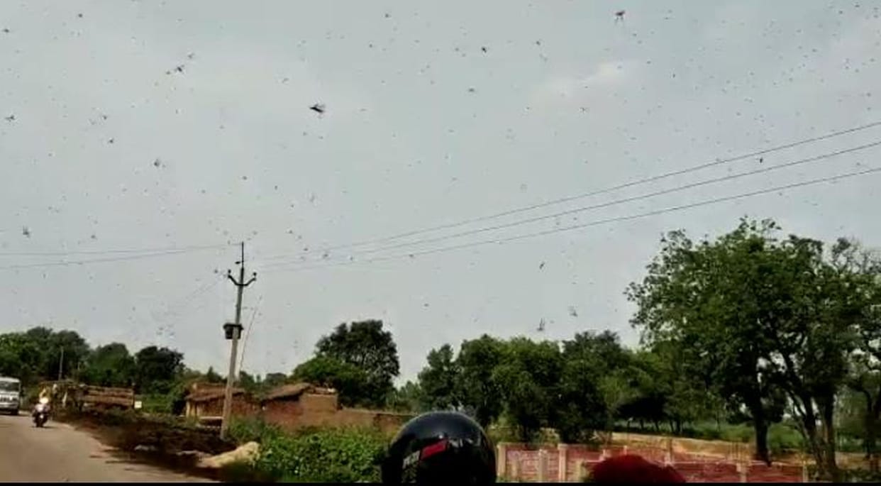 Farmers failed grasshopper party attack in fatehpur