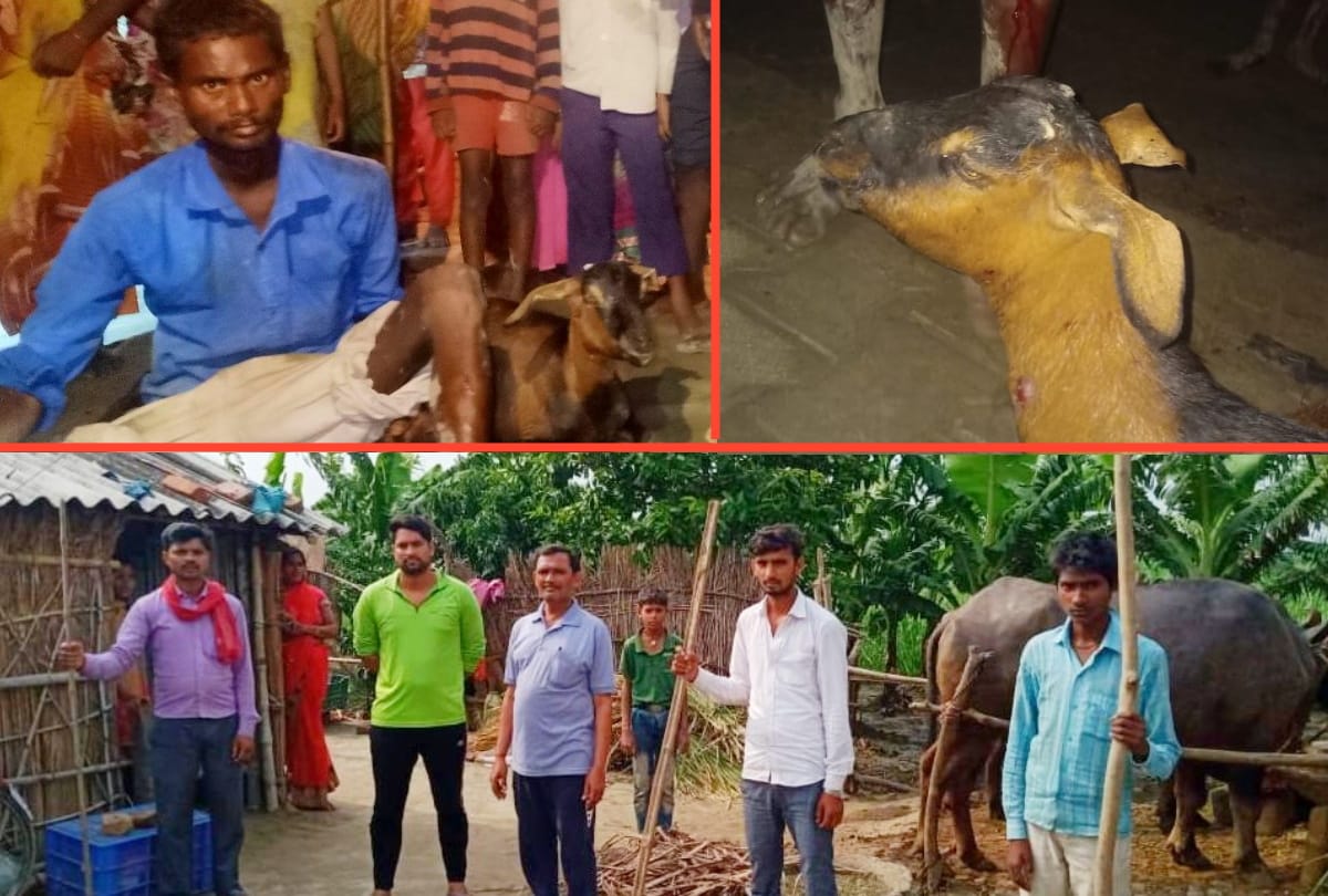Leopard attacked to goat in maharajganj