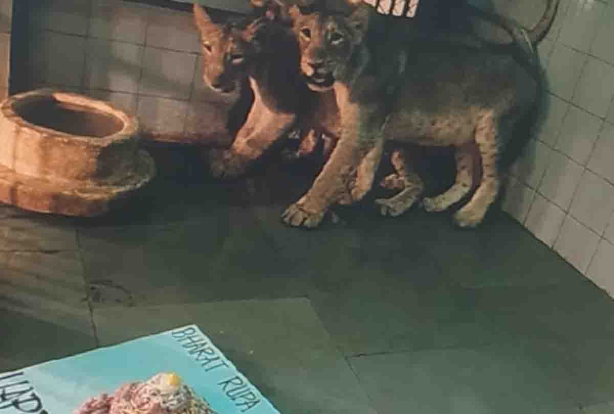 The first birthday of lionesses Jessica's children celebrated with pomp in Etawah Safari