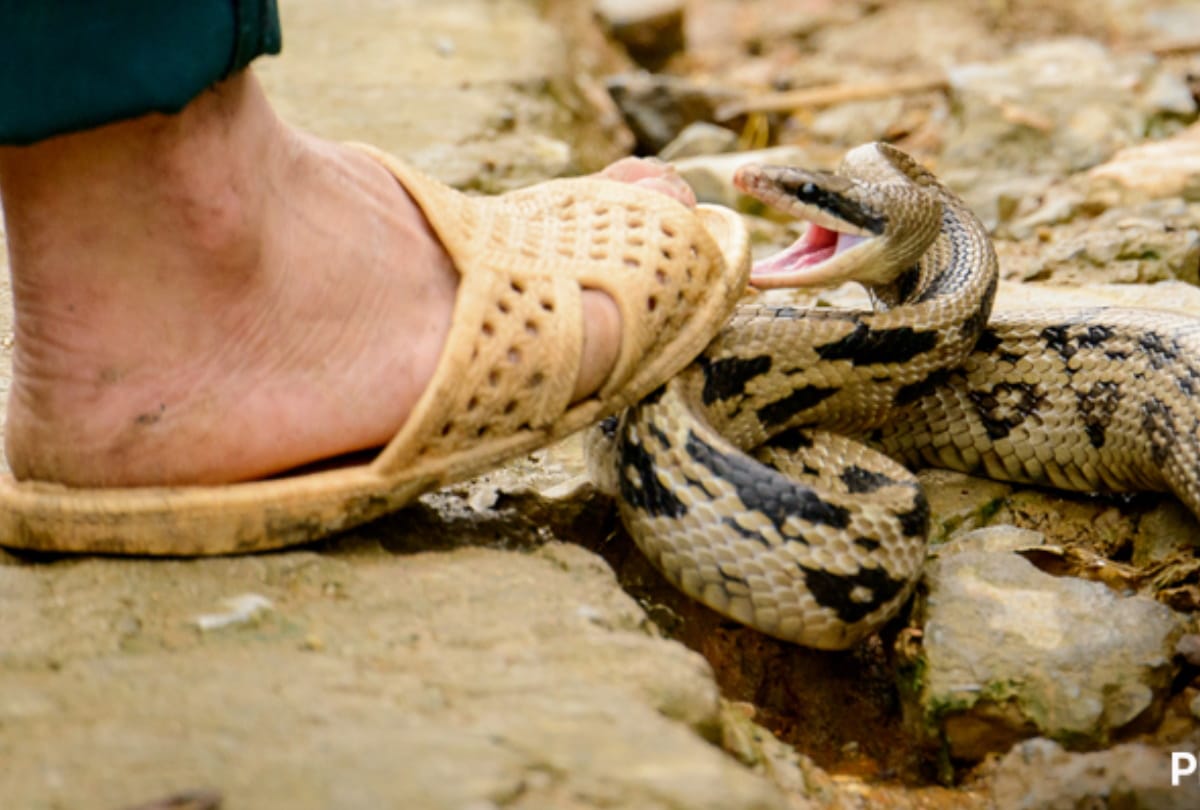 Doctor advise for Cases of snakebite increased in rain in gorakhpur