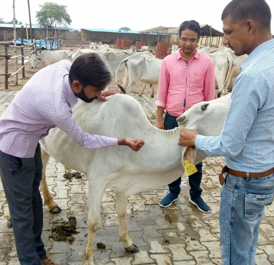 doctor inspected gaushala in orai