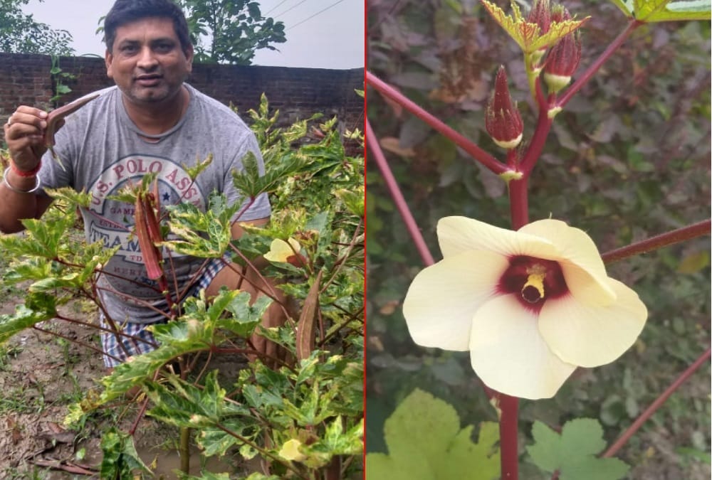 Uttarakhand AnilDeep Farming Kashi Lalima Bhindi of Europe in Sitarganj farmhouse