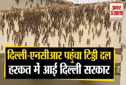 Tiddi Dal Attack: Locust Swarm Attack In Delhi-NCR, Gurugram