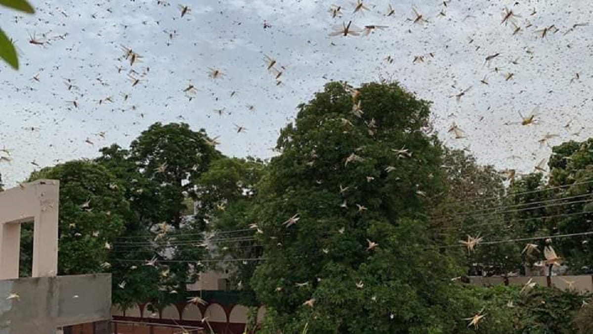 locust attack in delhi NCR, spray of Fipronil can prevent the crops