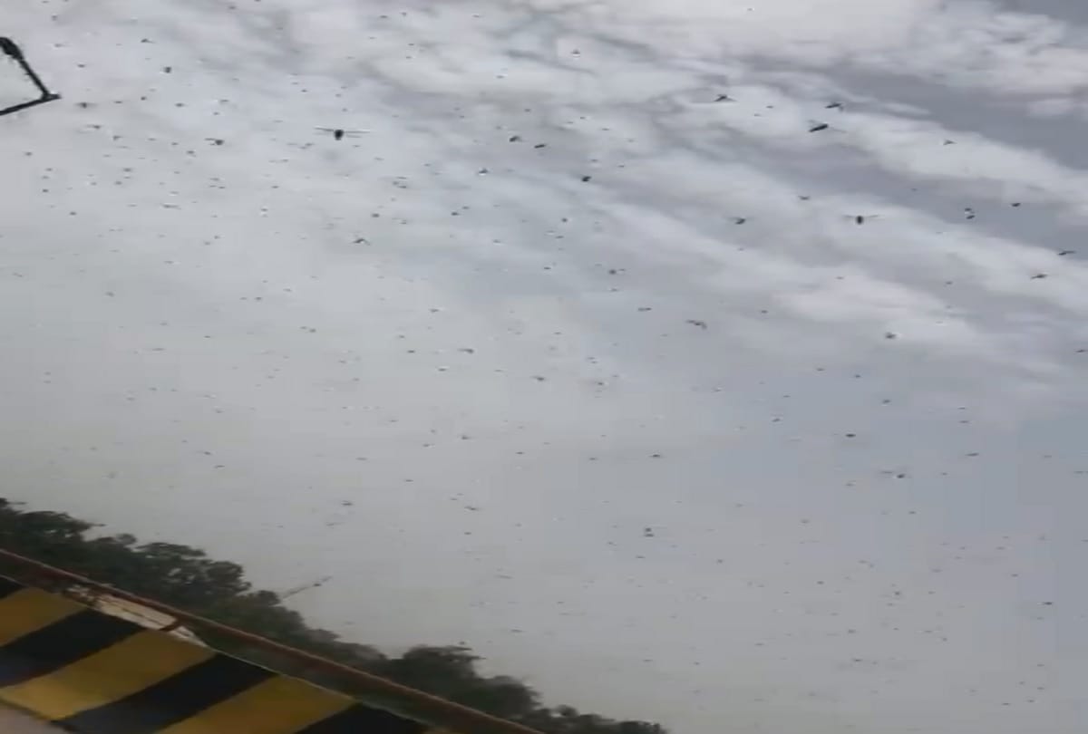 Locust Attack in NoidaNews: rabupura Gautambuddh nagar and goes to Bulandshahr