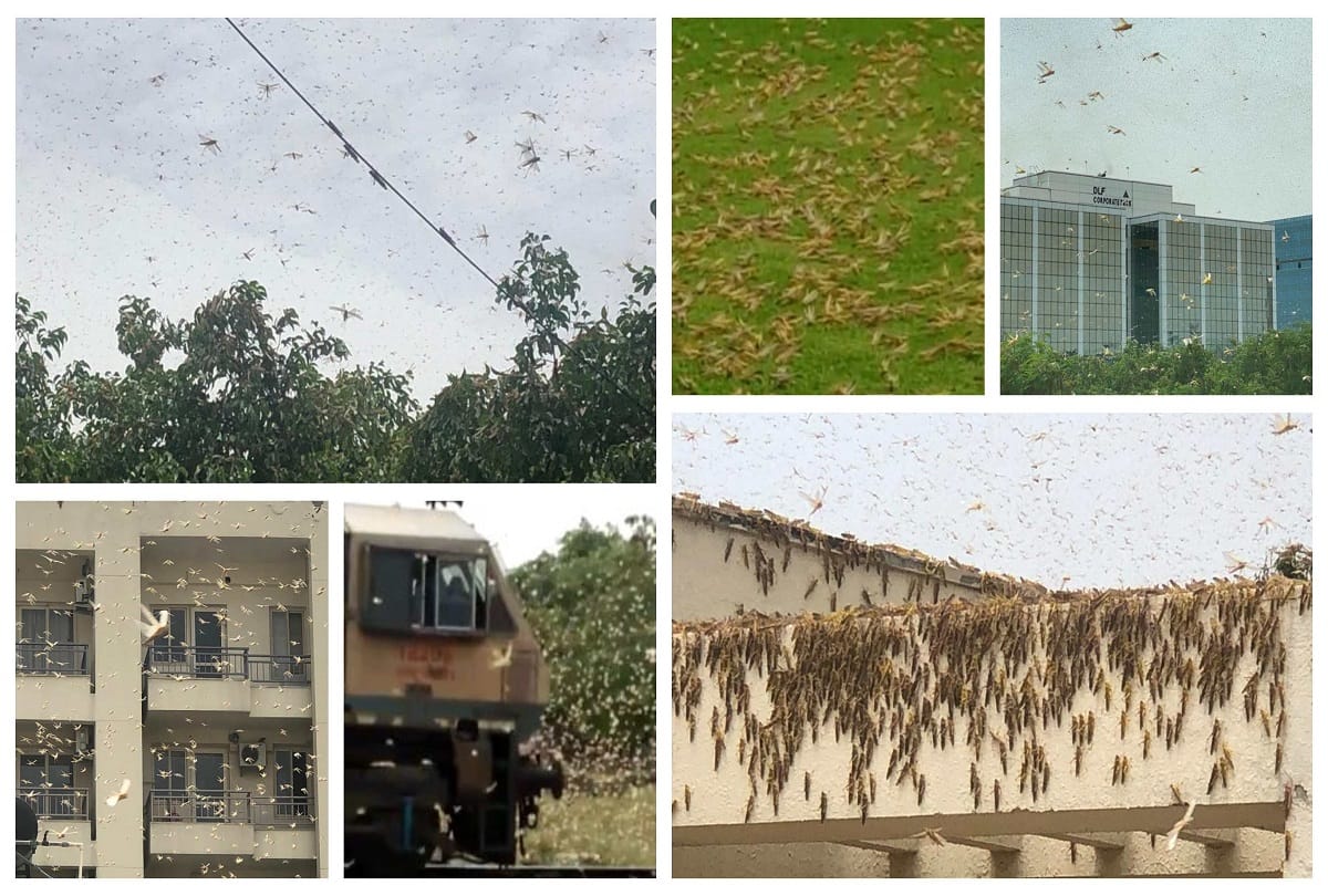 Locust attack in delhi gurugram noida greater noida faridabad people play dj loud music fire crackers