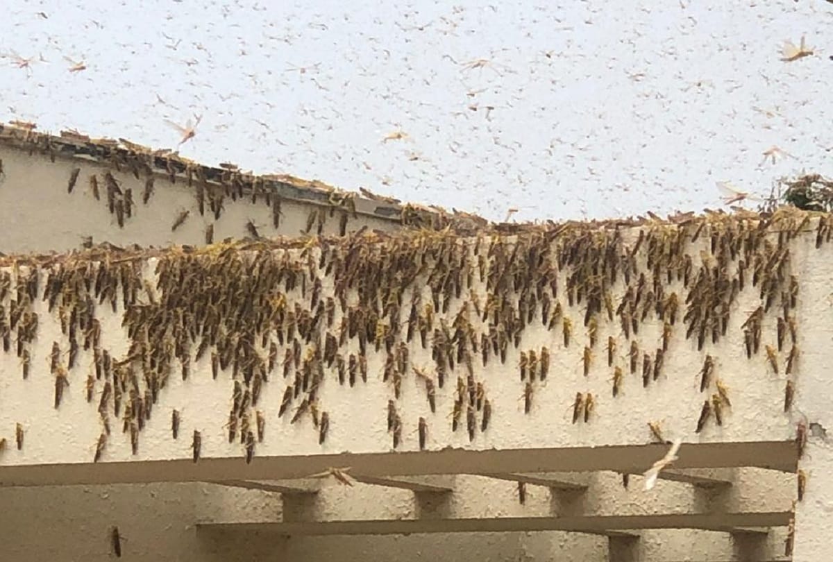 locust attack in uttarakhand : Pantnagar University scientists issued advisory and suggestions for farmers to protect crops