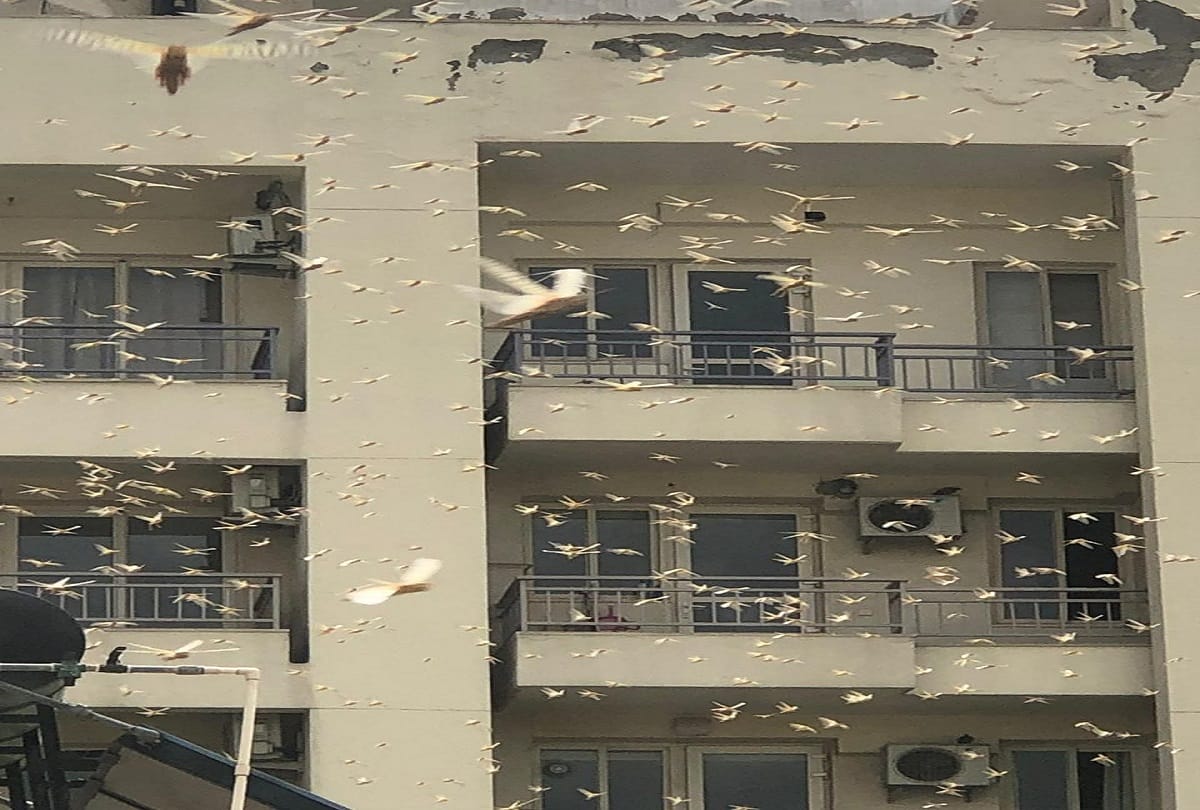 Gurugram people backfires locust swarm seen in district to protest there farms trees and plants