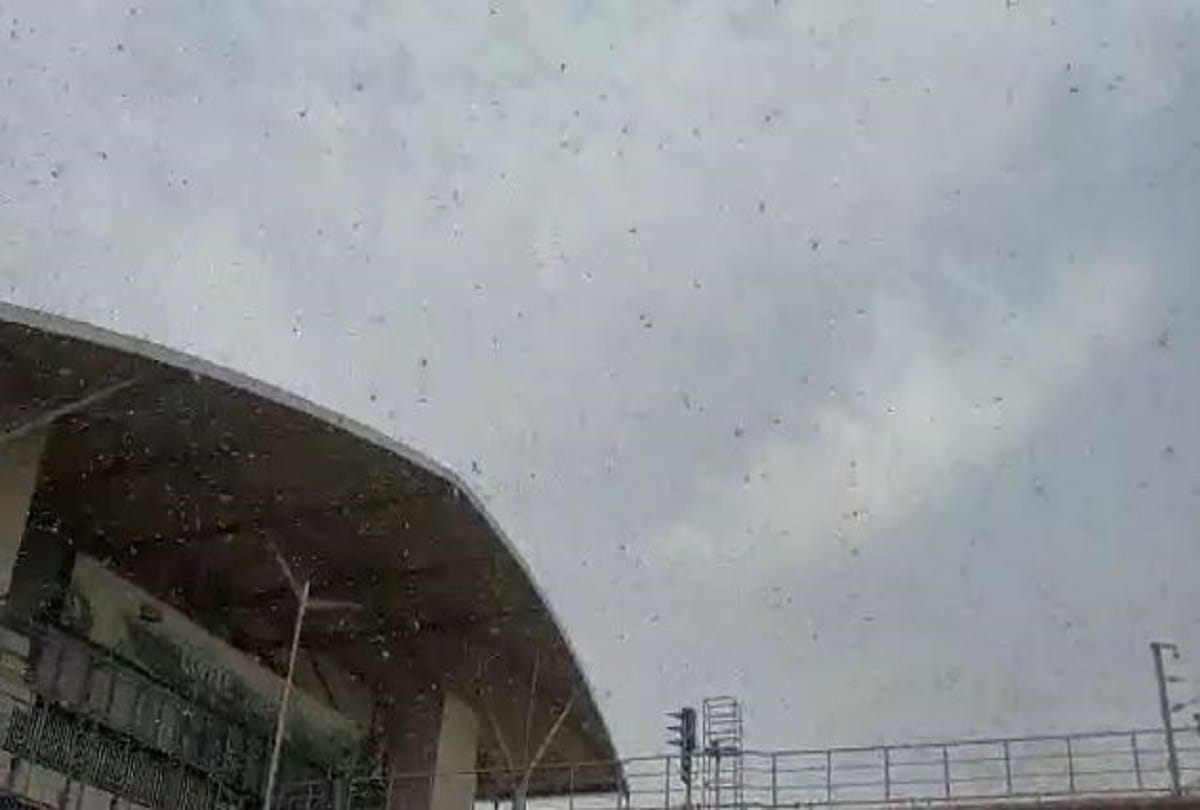 Locust attack in delhi gurugram noida greater noida faridabad people play dj loud music fire crackers
