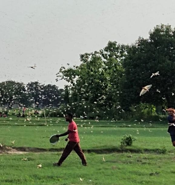 locust party reached belha chaos from city to village