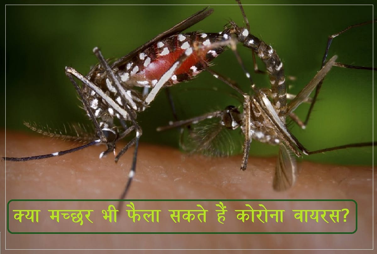 Covid 19 risk by Mosquito cause Coronavirus like malaria, dengue or chikungunya, Says Corona research in Italy