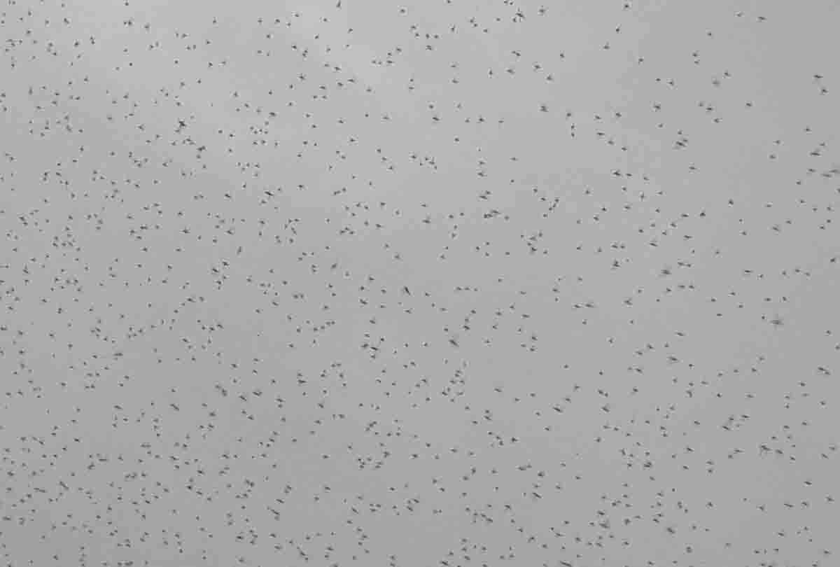 Locust party attacked in Kanpur dehat