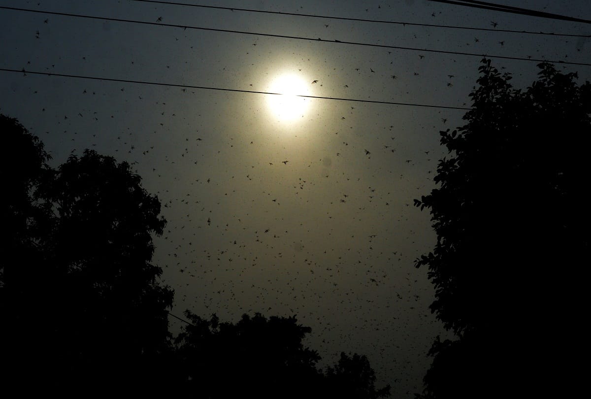 The locust stopped the flight from Bangalore