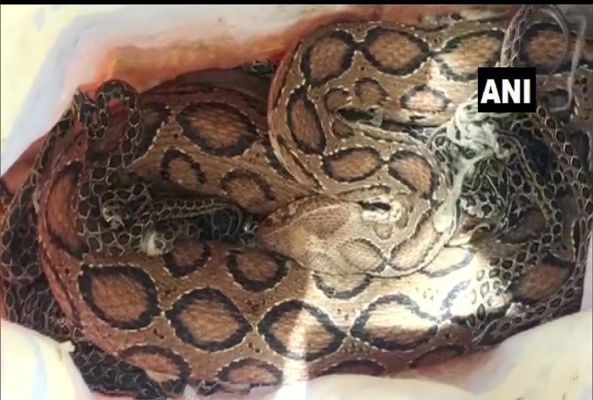 35 snakelets and their mother, a Russell viper, were found in the bathroom of a house in Kovilmedu area of Coimbatore