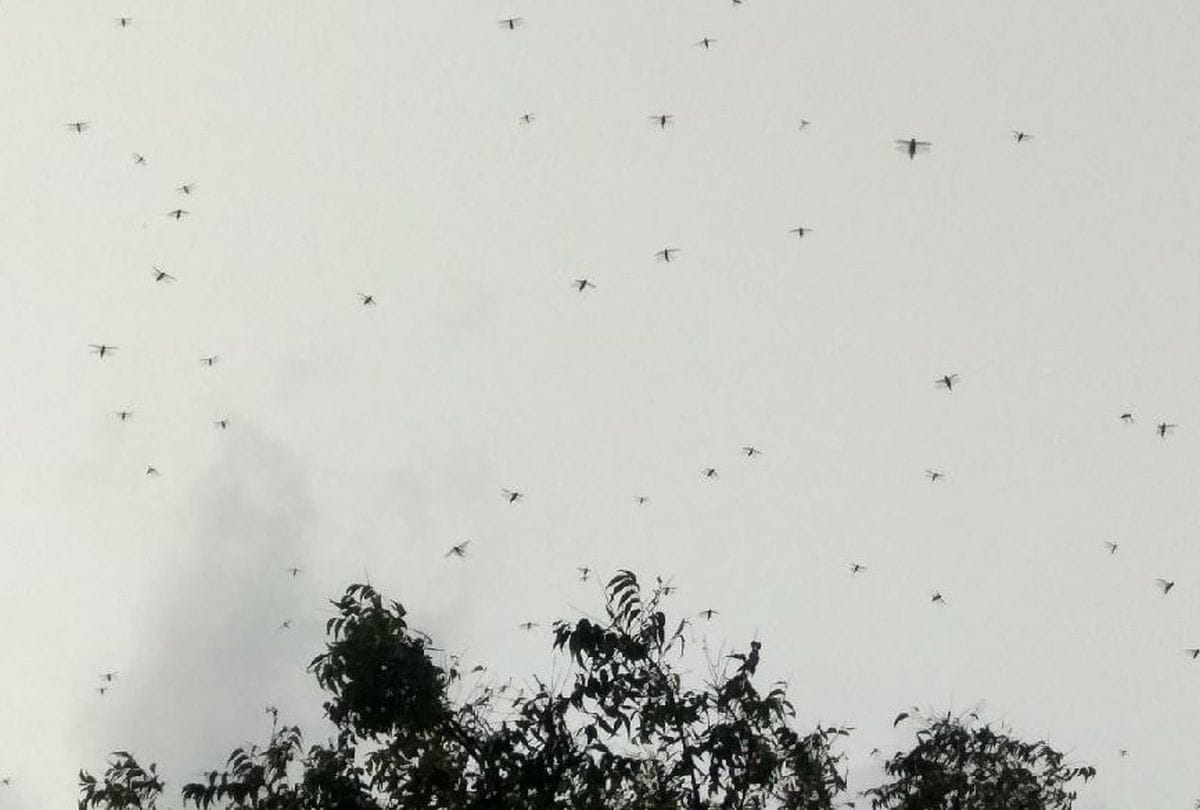 Locust Attack in Agra