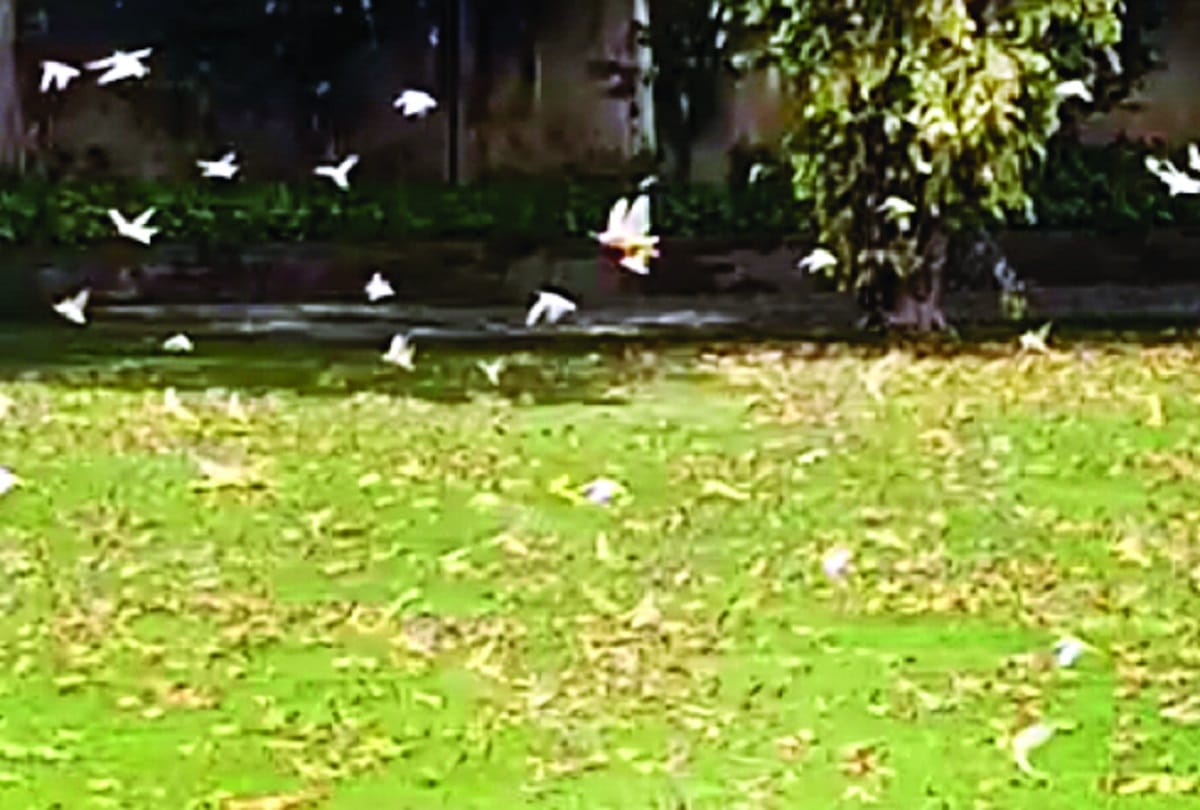 Locusts reached Delhi, high alert