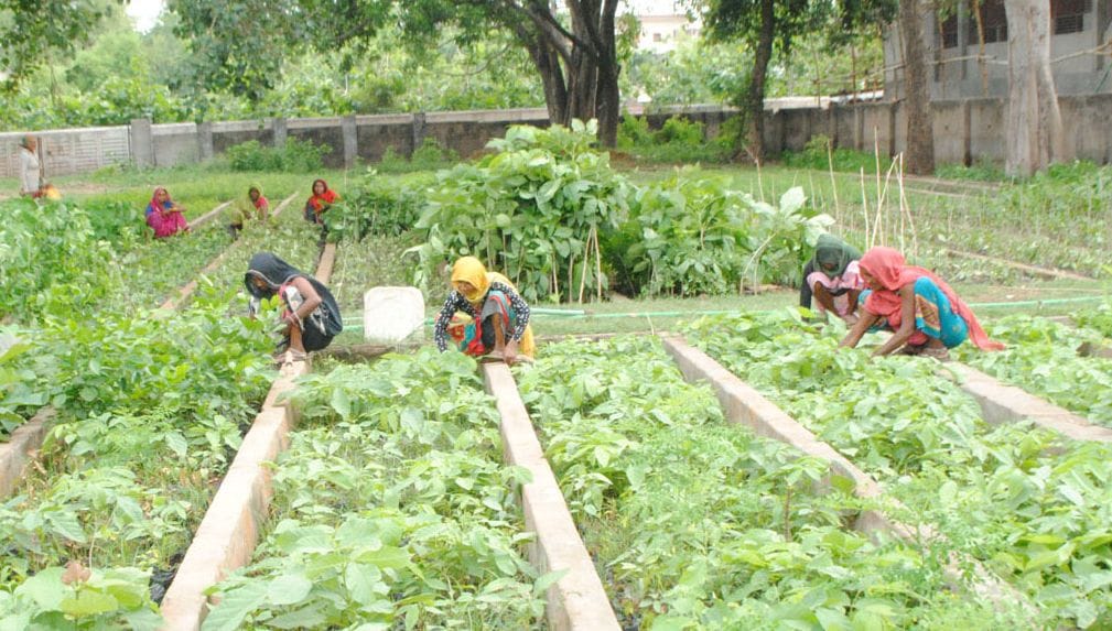 50 lakh plant will be planted in chitrakoot