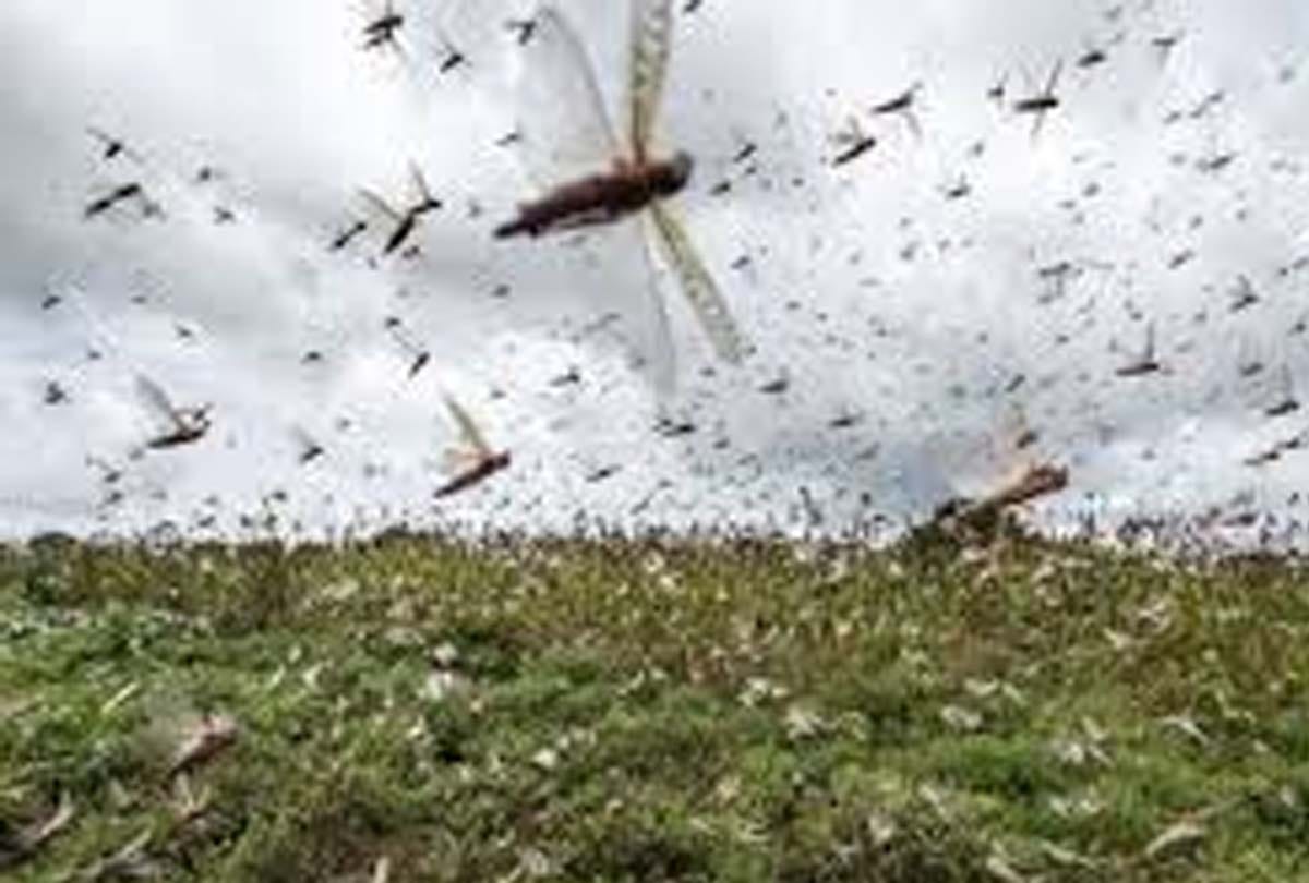 Locust Attack: Agriculture Department Alert in Uttarakhand, Suggestion for make noise for safe by Locust
