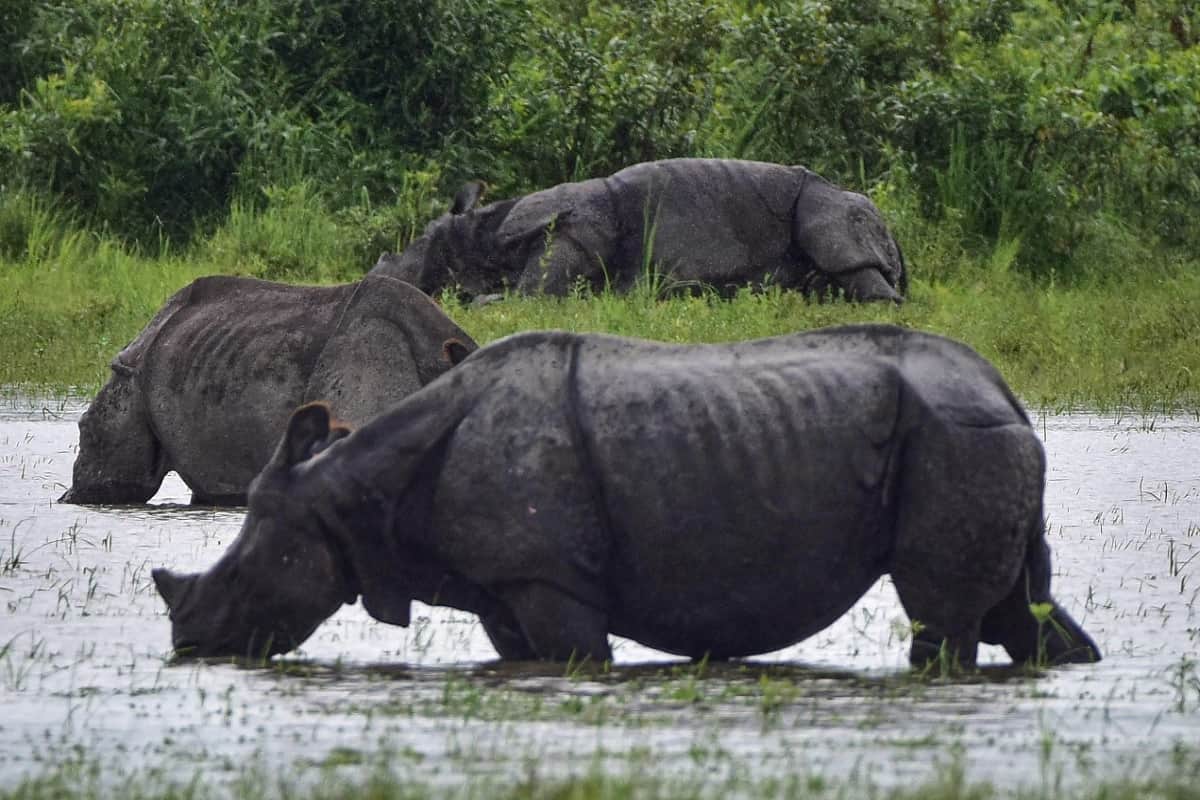 Assam flood worsens with two more people dead more than 9 lakh people hit images