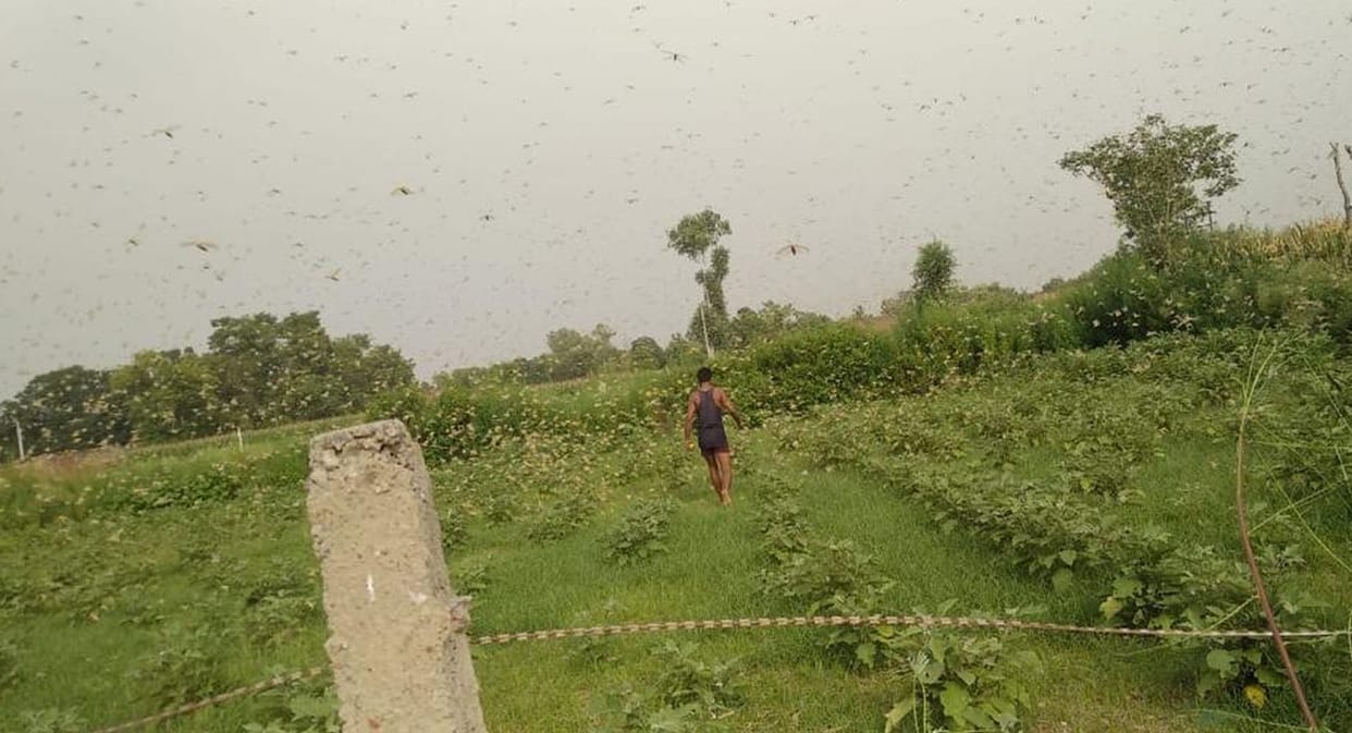 Locust party attack, Agriculture Department cautious