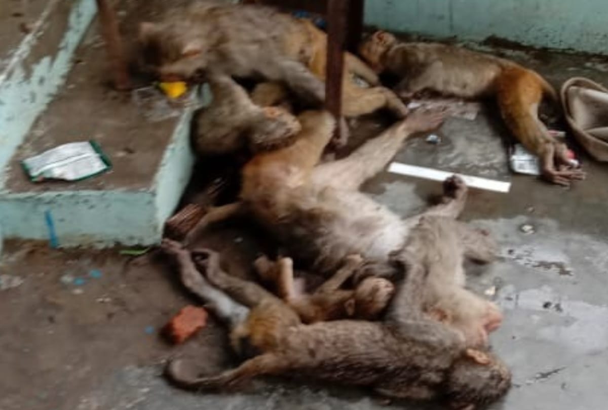Dead bodies of seven monkeys found in suspicious conditions in Basti