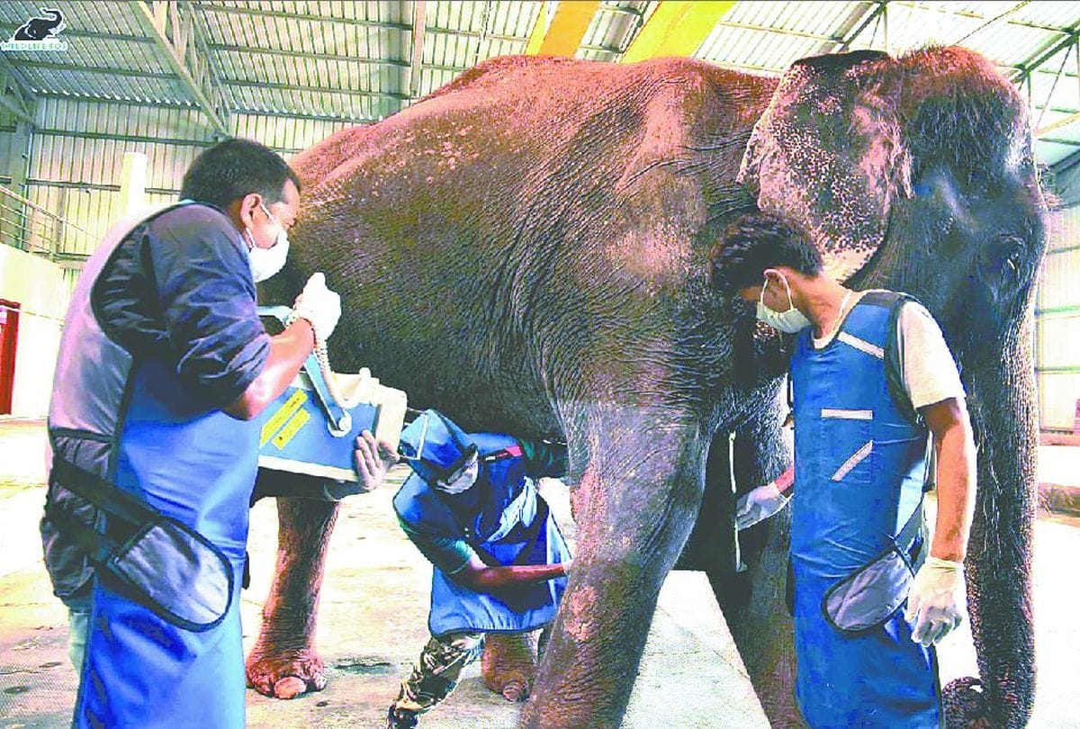 injured Zara admitted in elephant hospital mathura after rescued