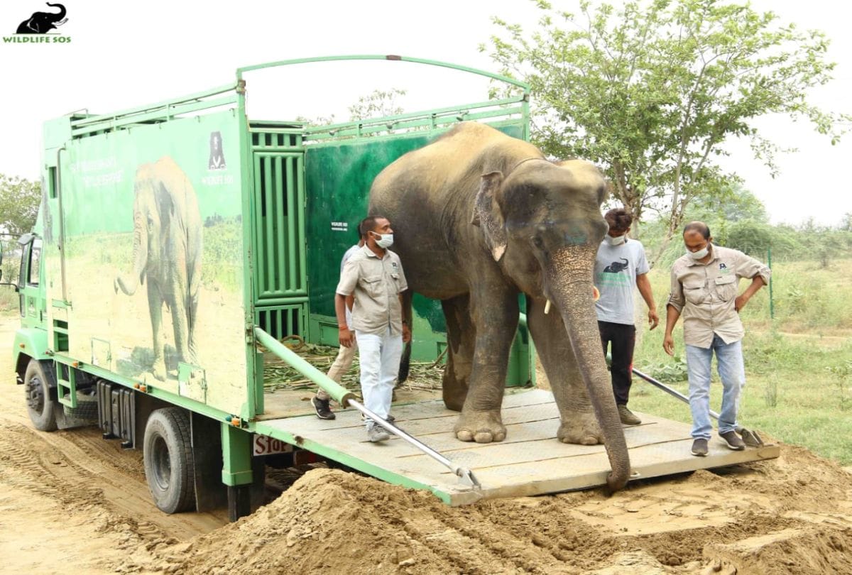 indian's first elephant memorial in mathura
