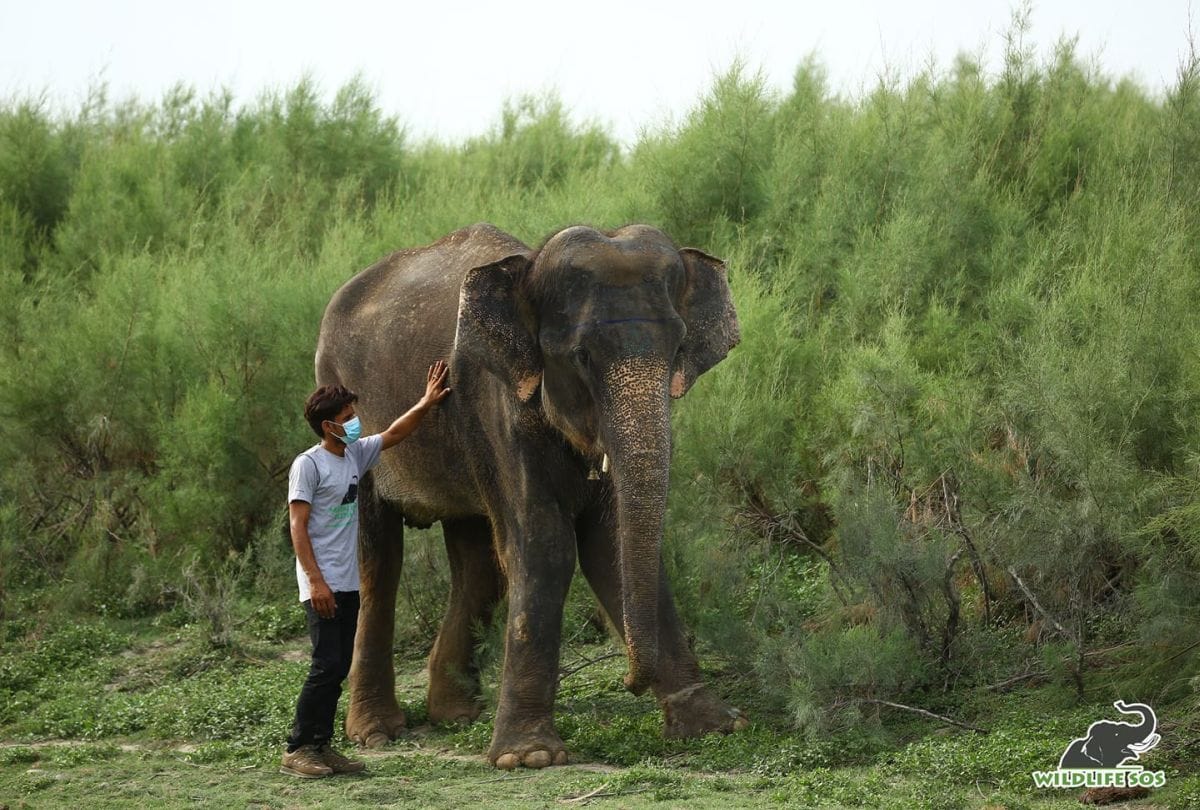 injured Zara admitted in elephant hospital mathura after rescued