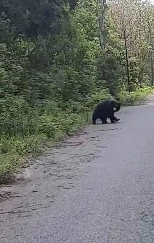 Bear came on the road in Dhela