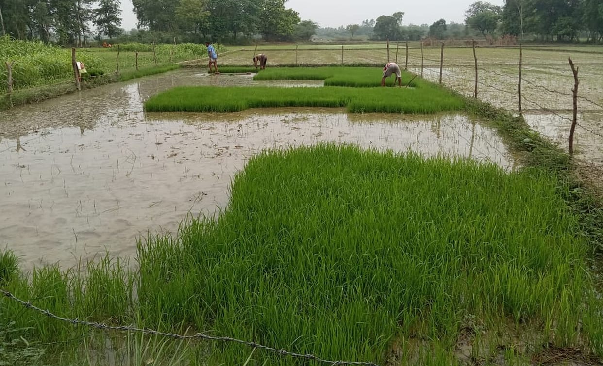 Cloudy, rain is expected today