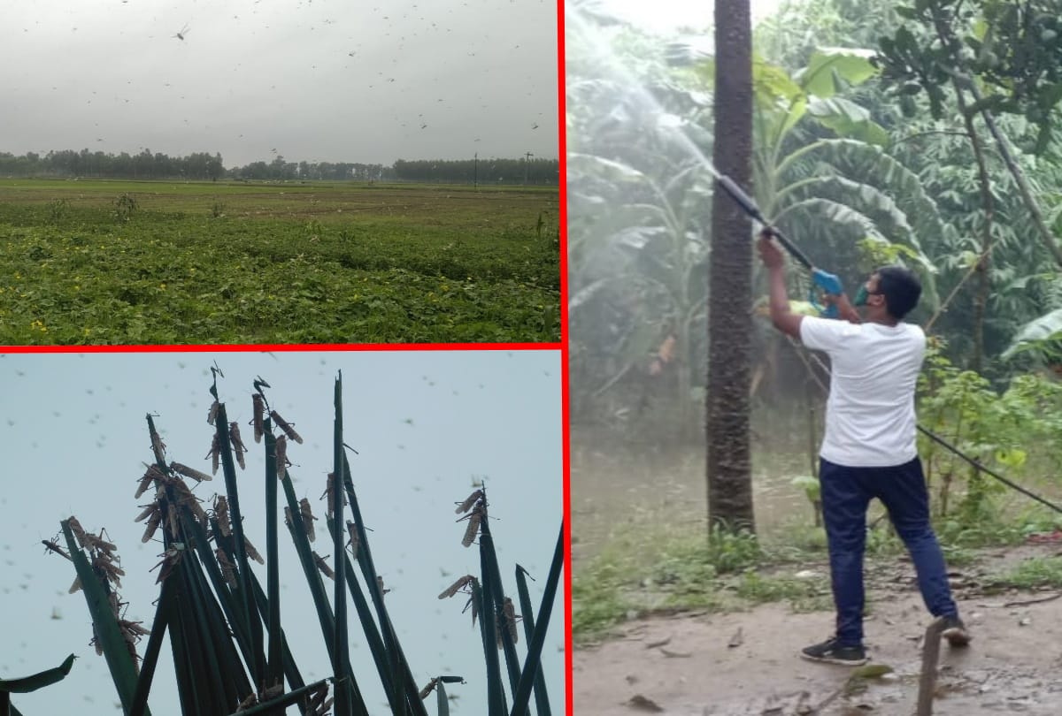 Farmers troubled by Pakistani Locust attack continues in Gorakhpur-Basti division