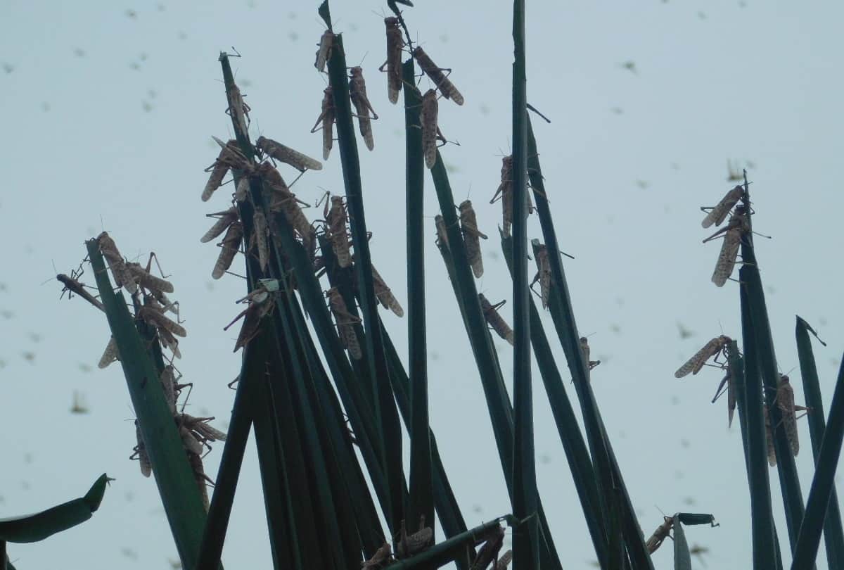 Locust Attack In Uttarakhand Latest News:  Locust reached Uttarakhand from Nepal border is very dangerous
