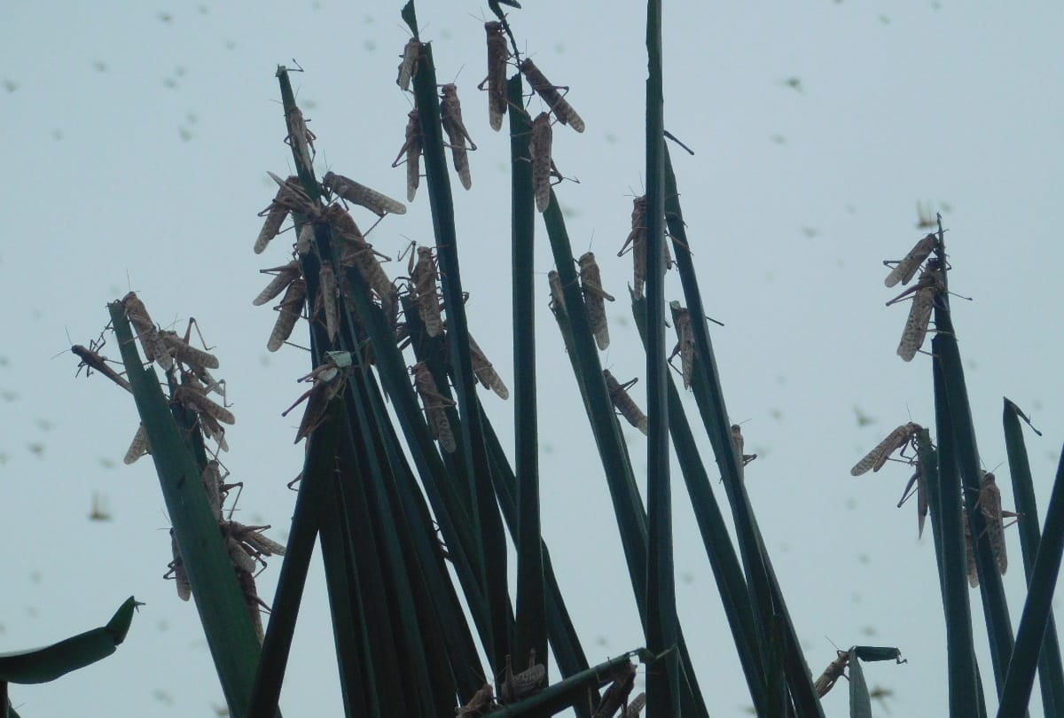 Farmers troubled by Pakistani Locust attack continues in Gorakhpur-Basti division