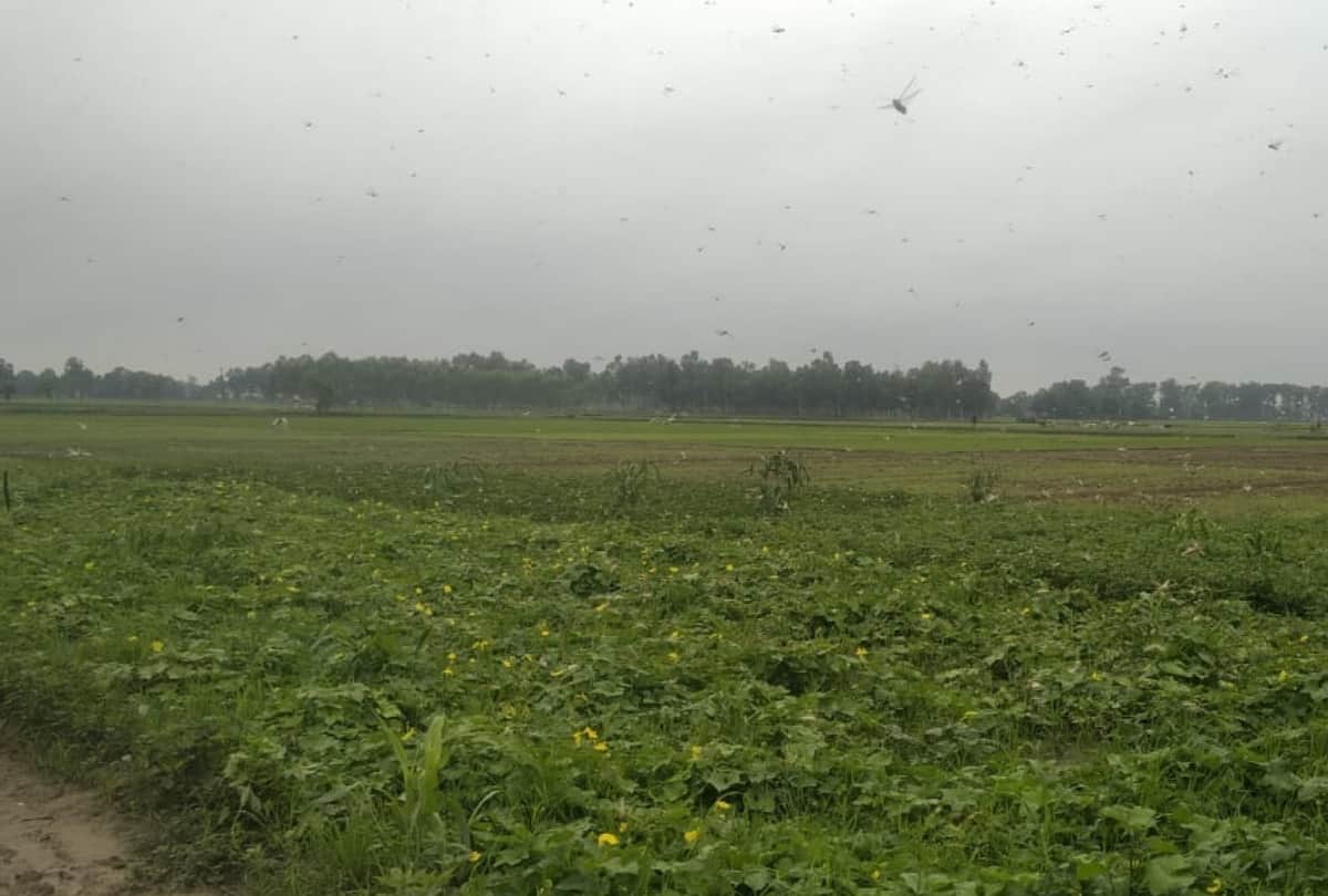 Locust Attack In Uttarakhand Latest News:  Locust reached Uttarakhand from Nepal border is very dangerous