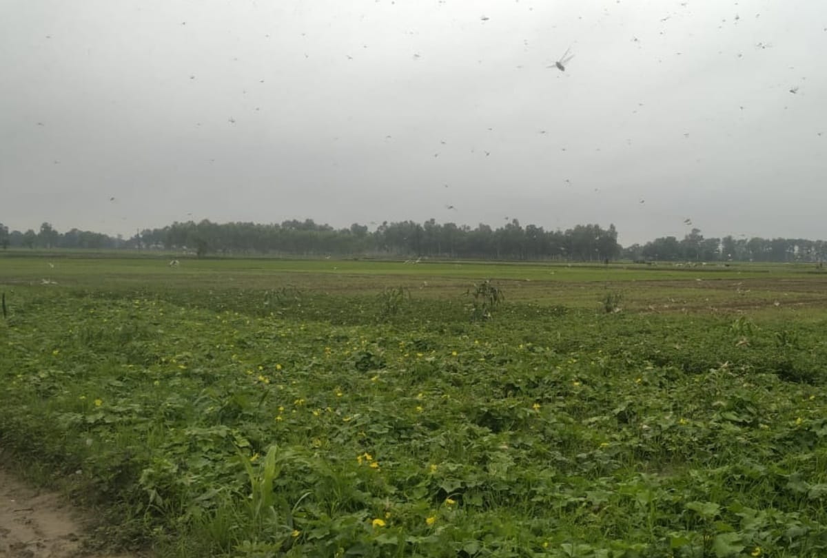 Farmers troubled by Pakistani Locust attack continues in Gorakhpur-Basti division