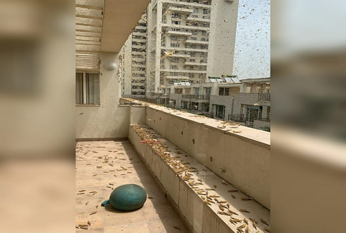 Gurugram people backfires locust swarm seen in district to protest there farms trees and plants