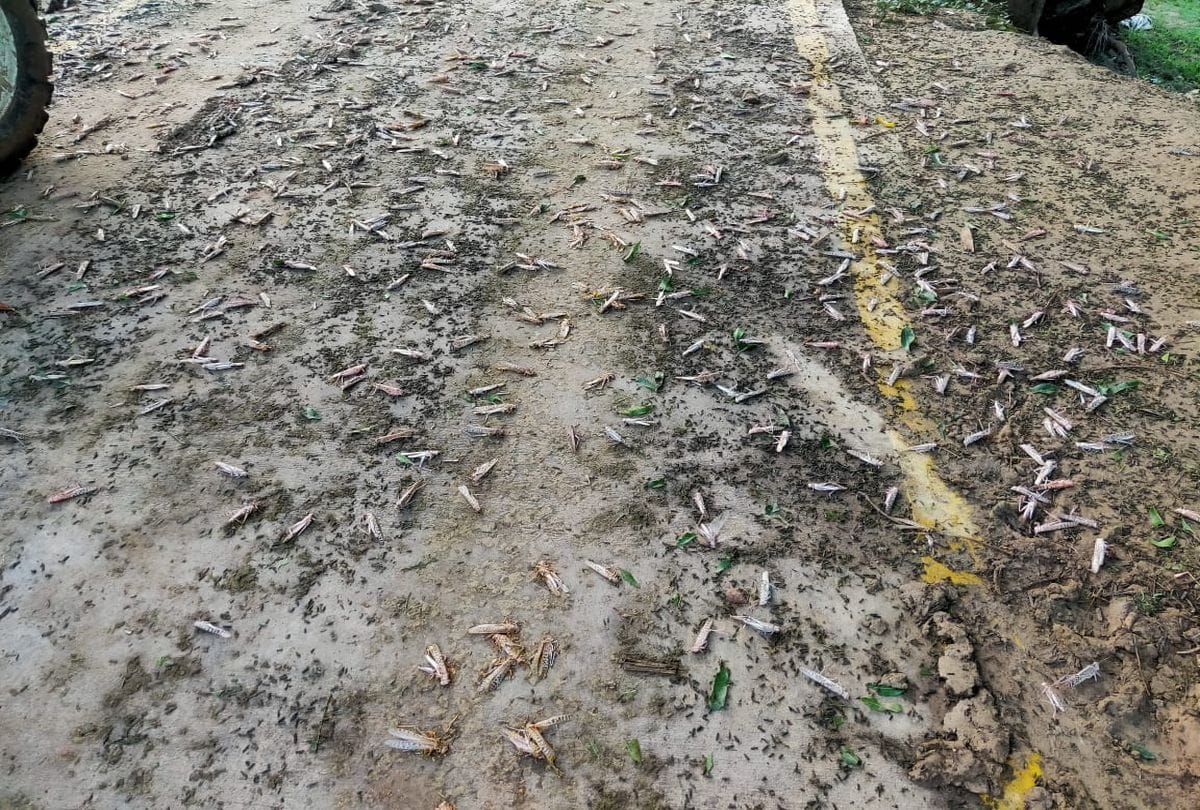 Locust Attack in Agra