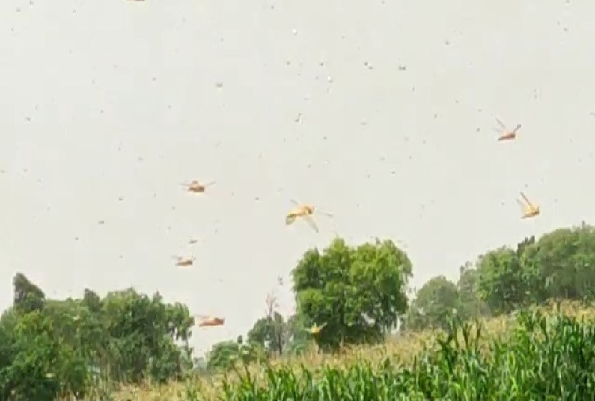 Locust Attack in Agra