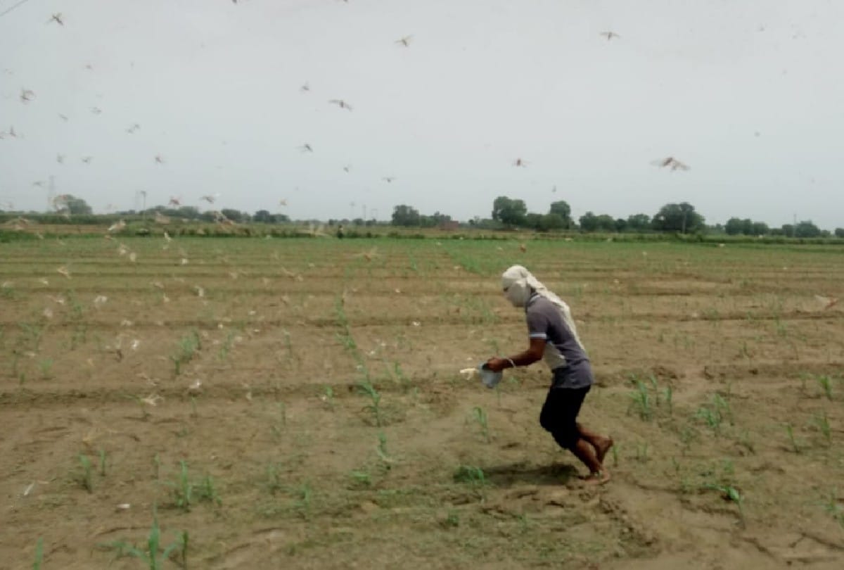 Locust swarm seen in mainpuri after firozabad