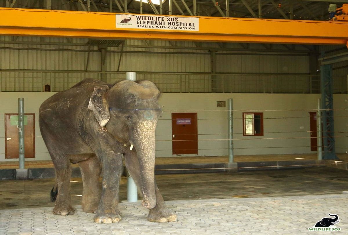injured Zara admitted in elephant hospital mathura after rescued