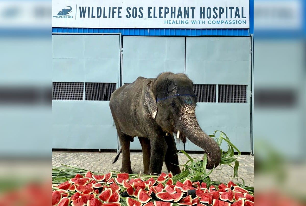 injured Zara admitted in elephant hospital mathura after rescued