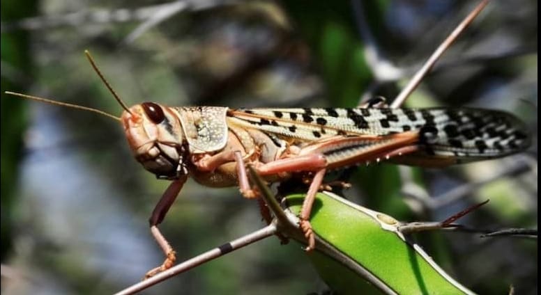 Locust party reached Badaun, also increased danger in the city