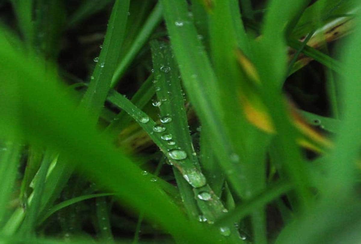 UP Weather Forecast Update Today in Kanpur: Weather news, heavy rain in these cities of up, Weather Update