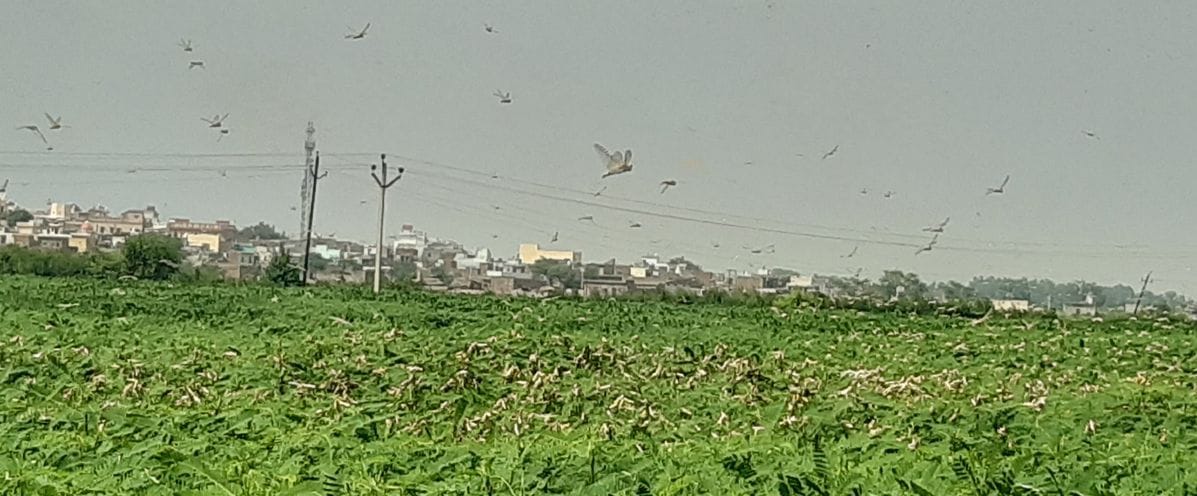 Aligarh: Locust team returned crops wasted in Gabbhana area