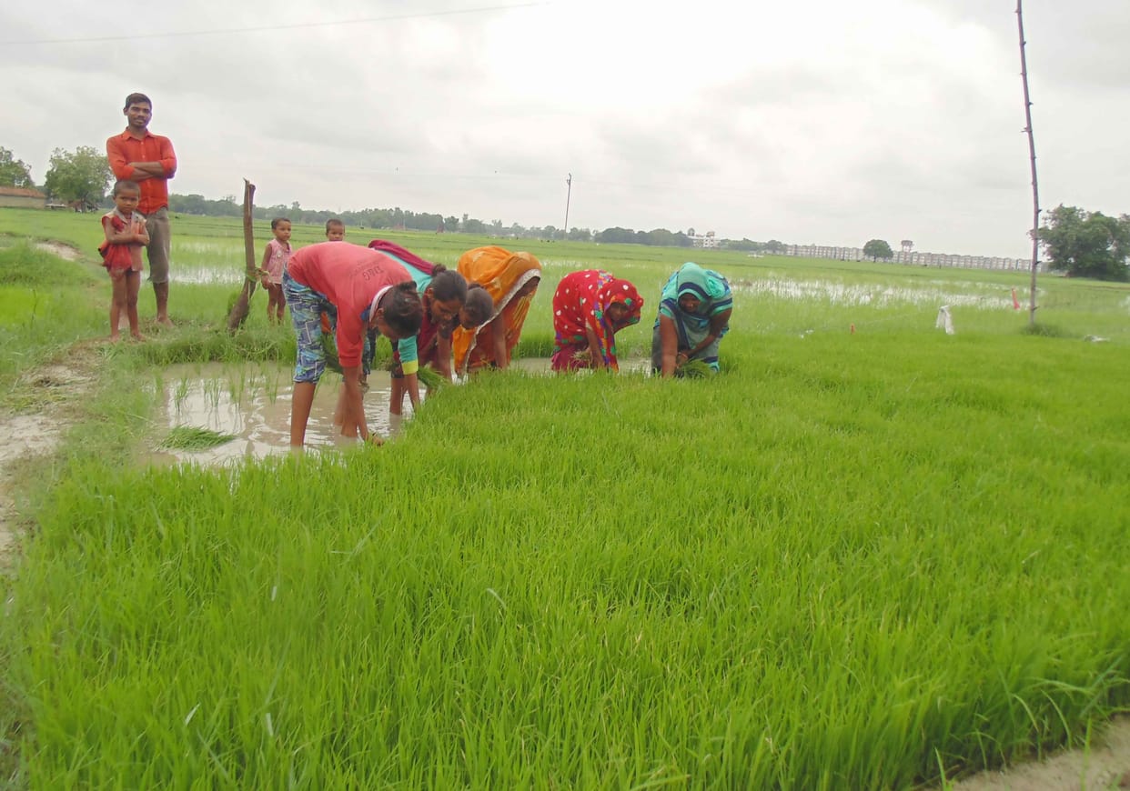 Monsoon kind, farmers engaged in transplanting