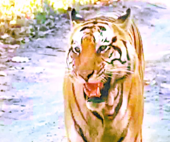 Experts fail strategy ahead of tigress
