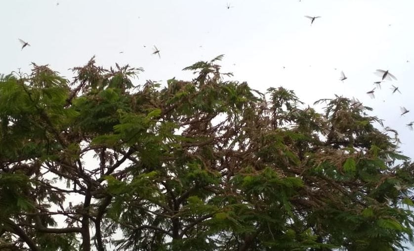Locust team attacked in two tehsils