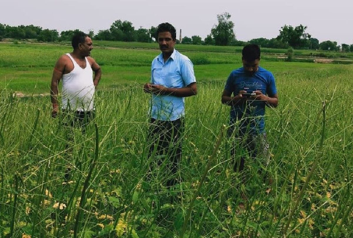 Pakistani Locust Group Attacks In Mainpuri Eats Hariyali Project