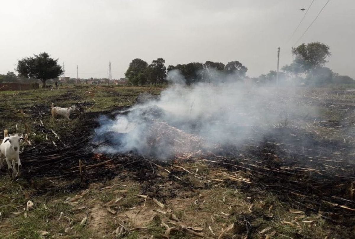 Pakistani Locust Group Attacks In Mainpuri Eats Hariyali Project
