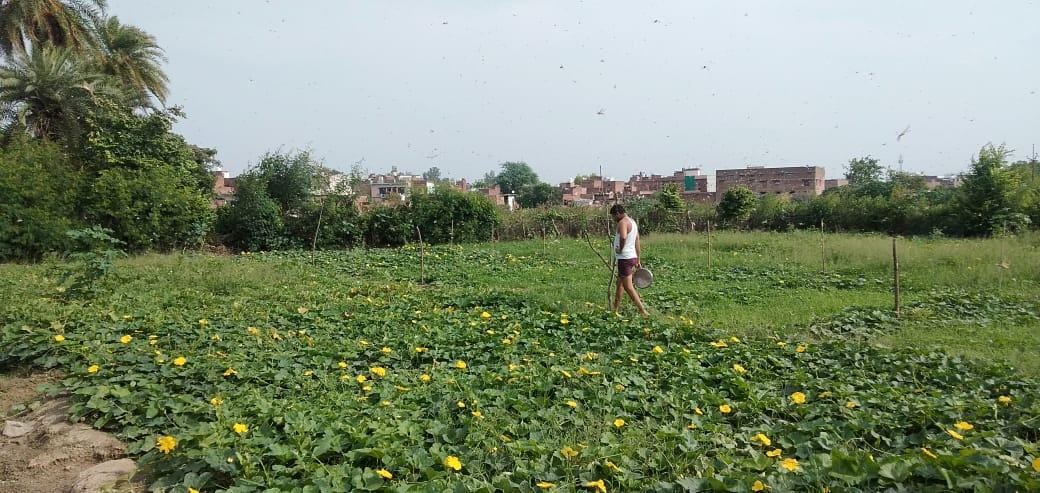 Locust party came out of the city, created a stir